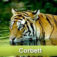 Delhi To Nainital To Corbett Tour
